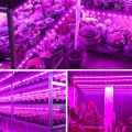 LED Grow Light Full Spectrum DC5V USB Grow Strip 0.5m 1m 1.5m 2m 2.5m 2835 SMD LED Phyto Tape for Seed Plants Flowers Greenhouse