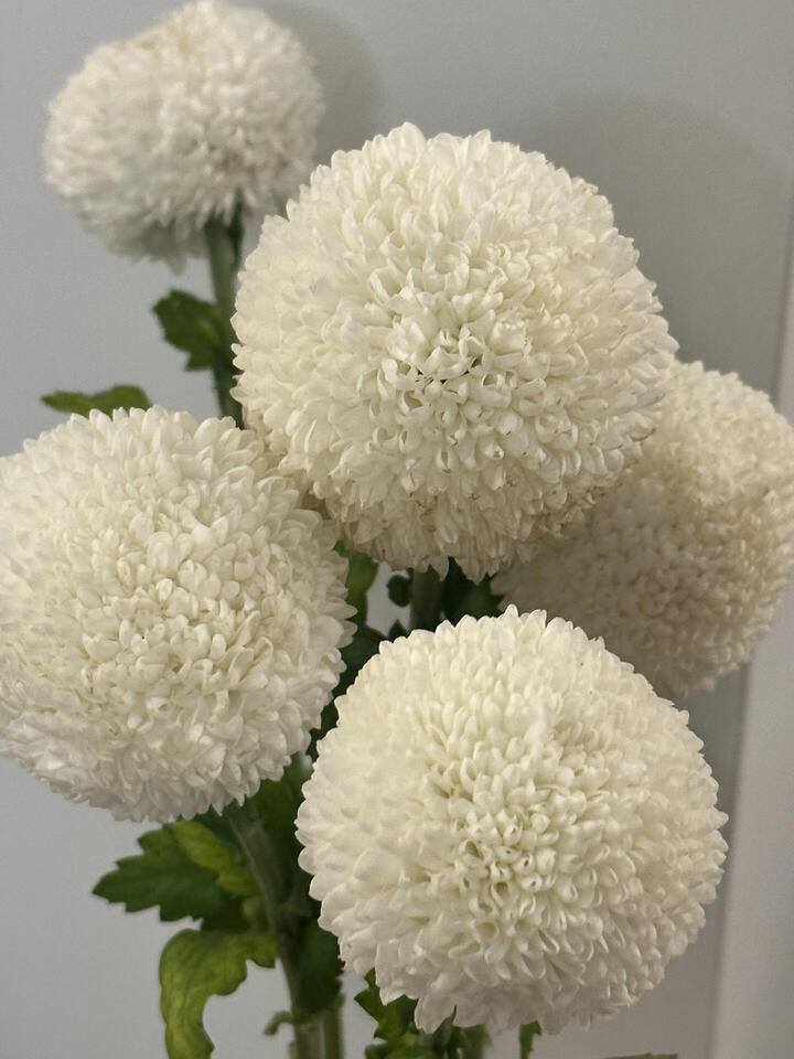 White Ping Pong Chrysanthemum