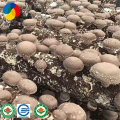 sustrato orgánico shiitake muhiroom