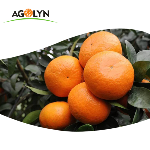 Rasa manis yang tinggi vitamin C segar oren / wo tangerine