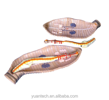 Erweitertes Erdwurm -Anatomie -Modell - detaillierte strukturelle Visualisierung