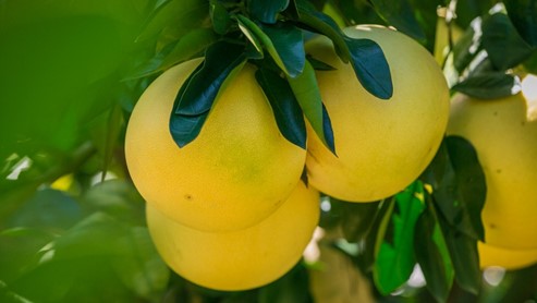 Grapefruit