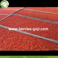 Factory Supply Fruit Zoete droge vruchten Goji Berry