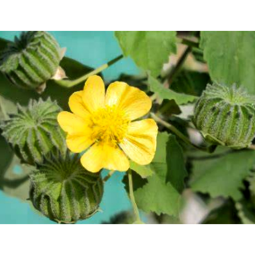Natural - Malva Verticillata P. E., Malva Verticillata L., Semen Malvae Extract
