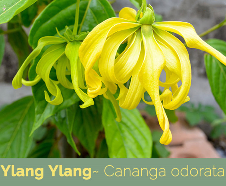 Minyak esensial ylang OEM