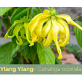 روغن اسانس OEM ylang