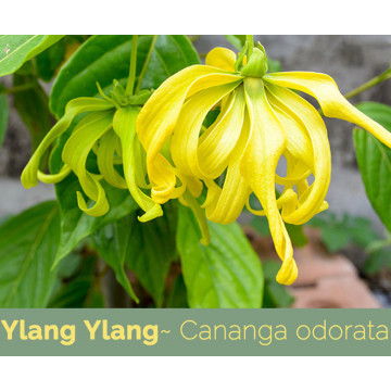 Óleo essencial de Ylang OEM