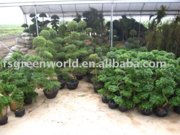 Carmona Microphylla ready for shipment