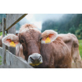 Poultry Nutrition Dicalcium Phosphate 18%