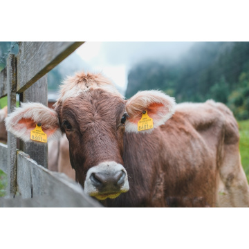 Dry Yeast Animal Feed Brewer's Yeast In Animal Nutrition For Farm Animals Factory