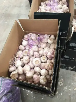 Africa Quality Good Fresh Garlic
