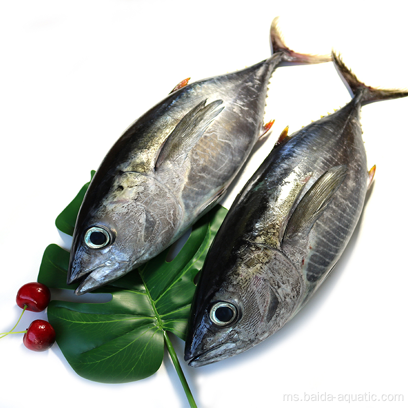 Toin Bonito Tuna Beku Beku / Tuna Sarda / Tuna yellowfin