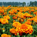 Lutein Extract Marigold Extract Lutein Powder 5%-20% HPLCC