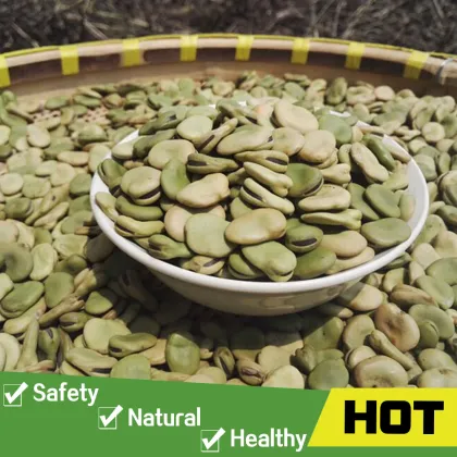Broad beans fava beans price