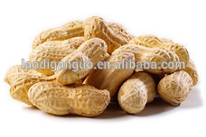 Jumbo Raw Peanuts In Shell