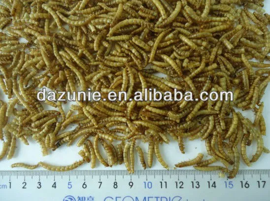Dry Yellow Mealworm