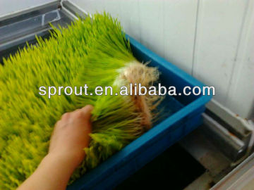 Poultry Fodder Sprouting Machine