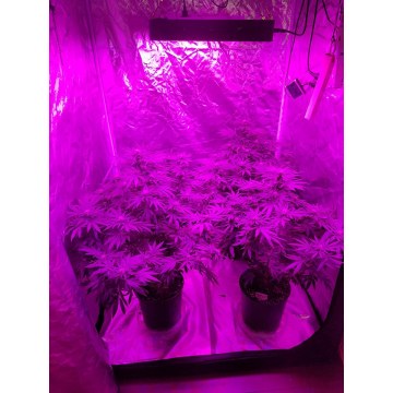 Luces de cultivo LED de espectro completo para plantas de interior