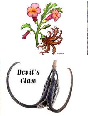 Devil's CLaw