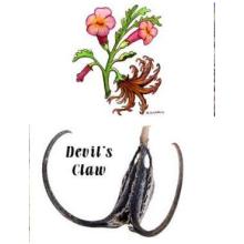 Anti-inflammatory of Devil's Claw Extract