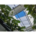گلخانه شیشه ای کاشت توت فرنگی