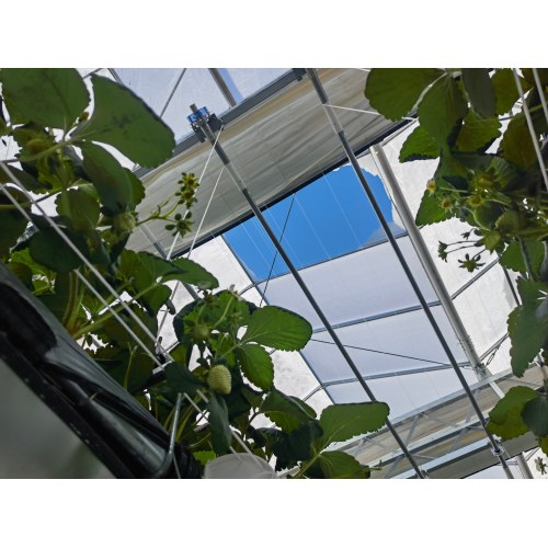 Strawberry Planting Glass Greenhouse