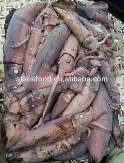 Frozen Black Squid (Todarodes Pacificus)