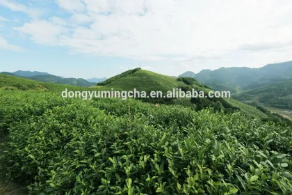 Shaanxi natural organic green tea supplier
