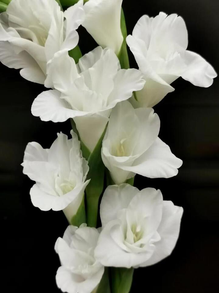 White Gladiolus