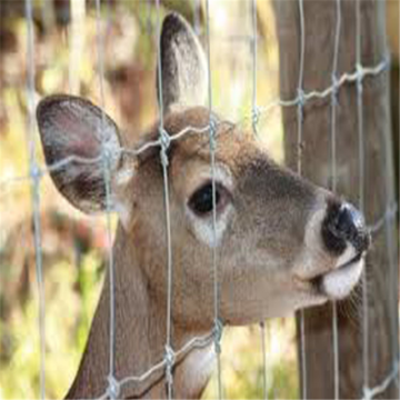 Galvanized Iron Wire Material goat fence panel