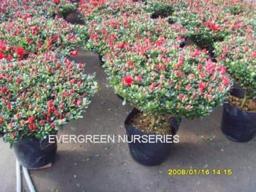 Rhododendron hybridum