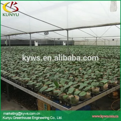 Hot sale moth orchid Taiwan orchid pot dendrobiums for sale
