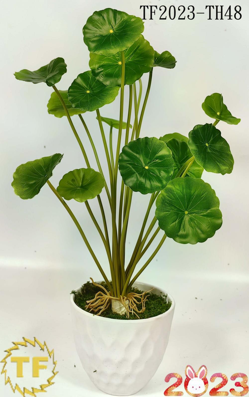 38cm Hydrocotyle Vulgaris leaf x 18 with plastic Pot