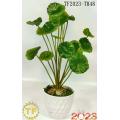 38cm Hydrocotyle Vulgaris leaf x 18 with plastic Pot