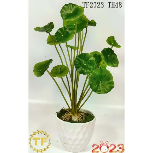 38cm Hydrocotyle Vulgaris leaf x 18 with plastic Pot