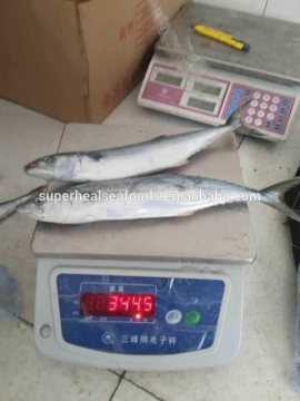 Frozen Seafoods Spanish Mackerel Frozen On Board