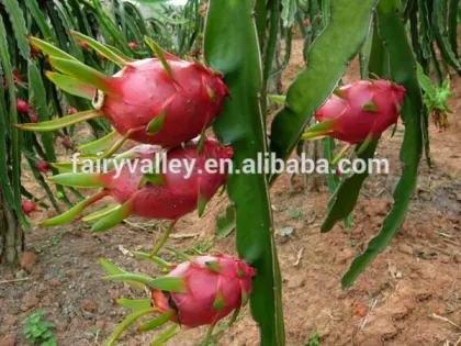 Planting White Red dragon fruit seeds/Pitaya cactus seeds/Thai dragon fruit seeds/pitaya dragon fruit seeds