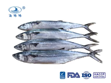 Zhoushan Mackerel Frozen Seafood