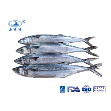 Zhoushan Mackerel Frozen Seafood