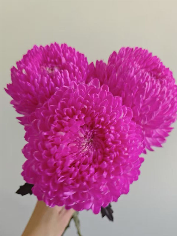 Hot Pink Peony chrysanthemum