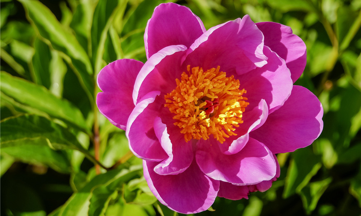 peony paeonia lactiflora