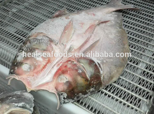 fresh whole fish frozen silver carp