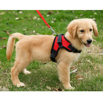 Ensemble de harnais de suivi de grand chien professionnel: Rescue Safety Safety Néoprène Leash avec XS Ruban échappé rembourré