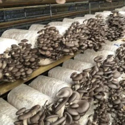 Fresh   cultivated oyster mushroom plugs