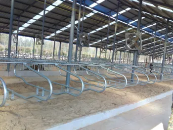 High quality steel structure cowshed with competitive price