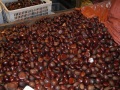 Fresh Chestnut Dandong yang besar