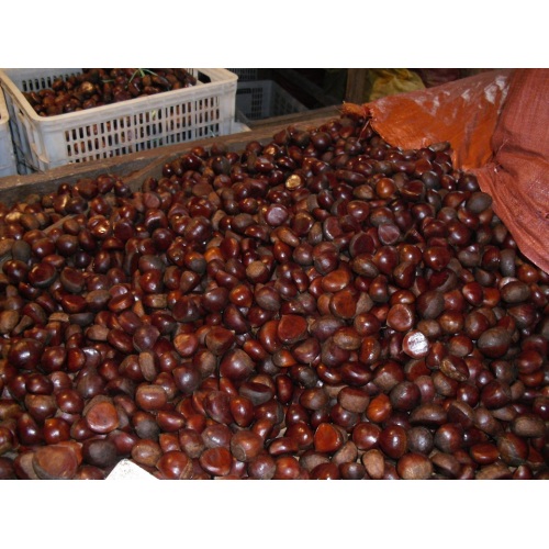 Fresh Chestnut Dandong yang besar