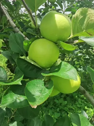 Freshness Unveiled: Zhaotong Apple`s Elegant Crunch