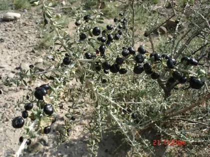 Wild goji bery/ wild wolfberry /Qinghai Black goji