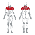 Gim Kecergasan Kembali Mesin Deltoid